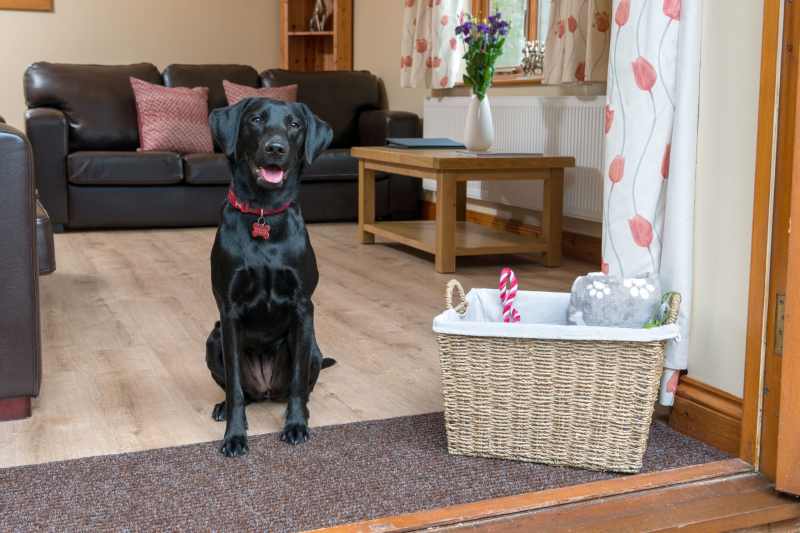 Dog Friendly Cottages In Devon And Cornwall