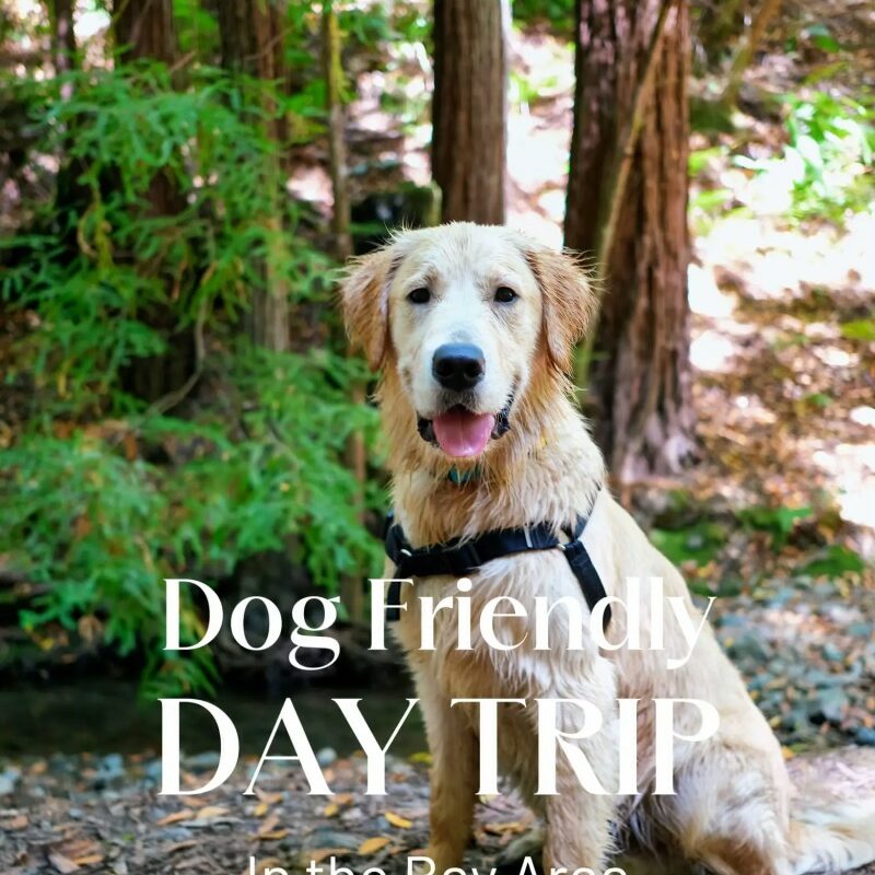 Dog Friendly Day Trips Near Me