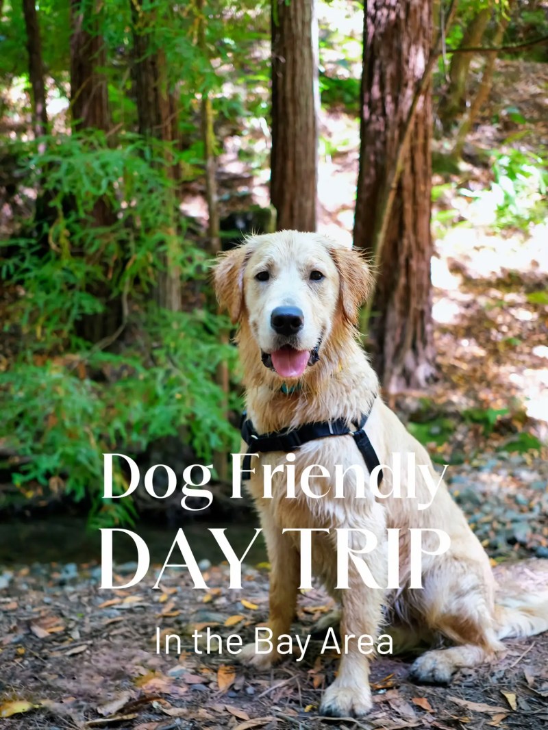 Dog Friendly Day Trips Near Me