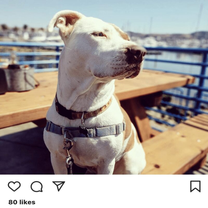 Dog Friendly Restaurants Near Me Now