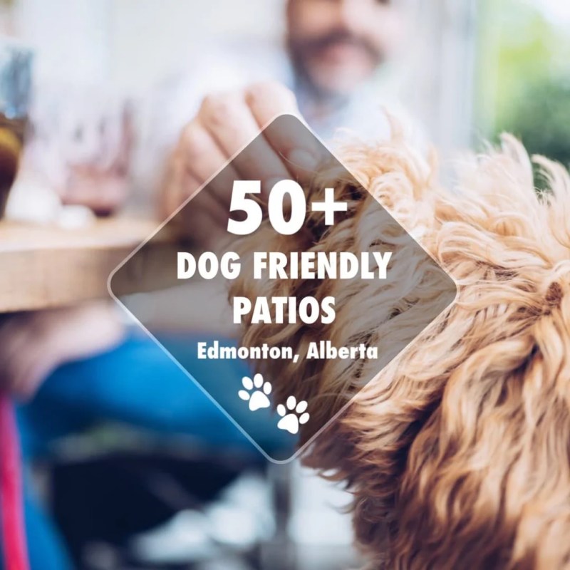 Dog Friendly Restaurants Near Me With Patio