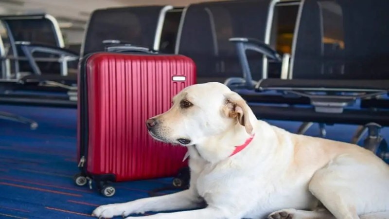 Dog Friendly Travel Options