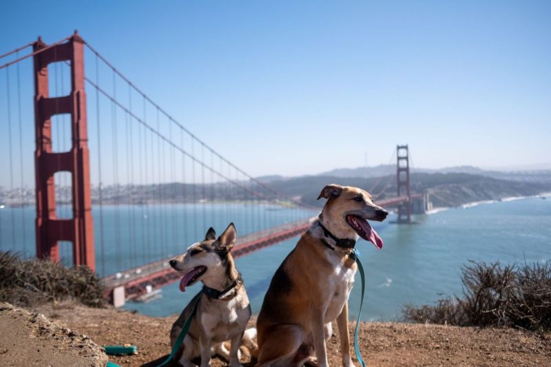 Dog Friendly Vacations In Northern California