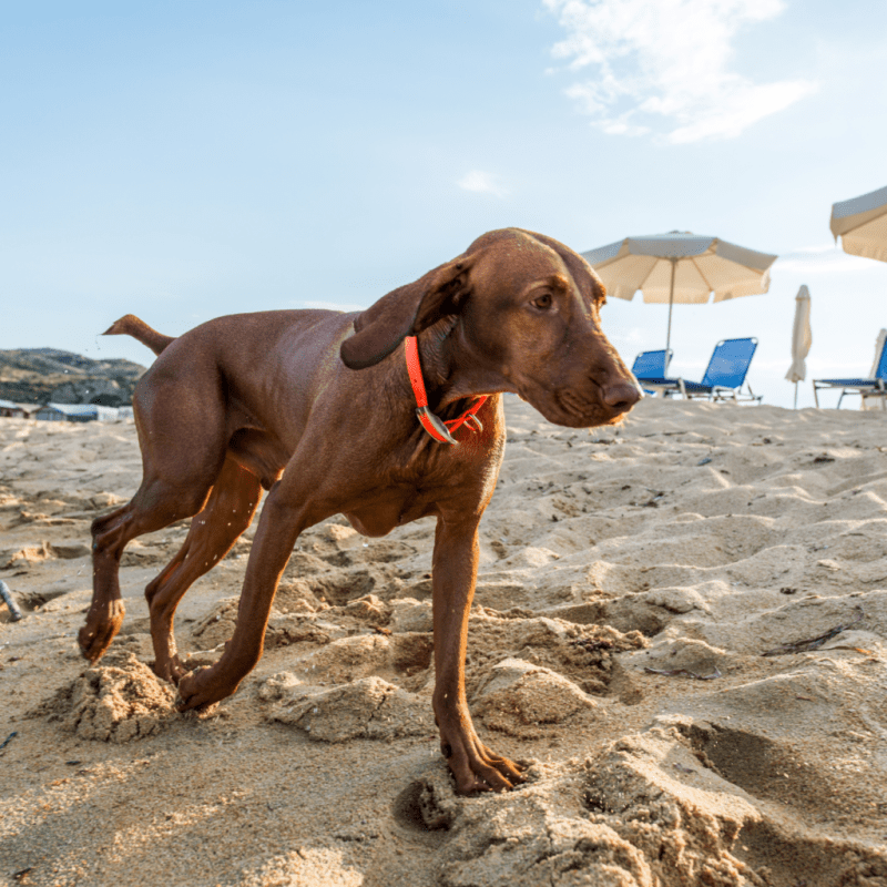 Dog Friendly Vacations Massachusetts