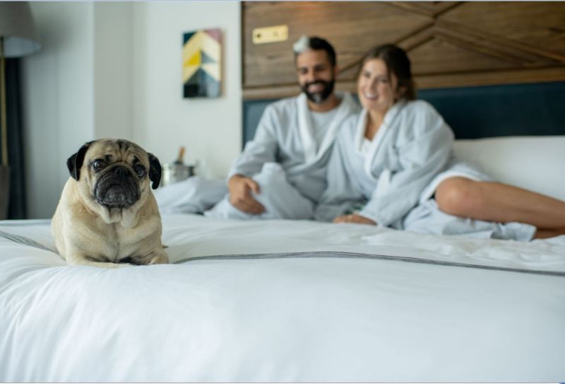 Dog Friendly Vacations Tennessee