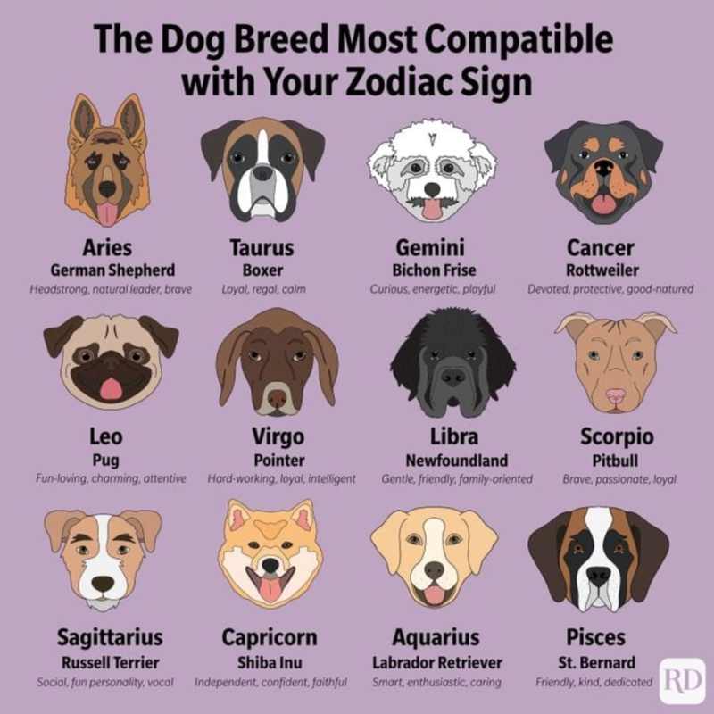 Good Friendly Dog Breeds