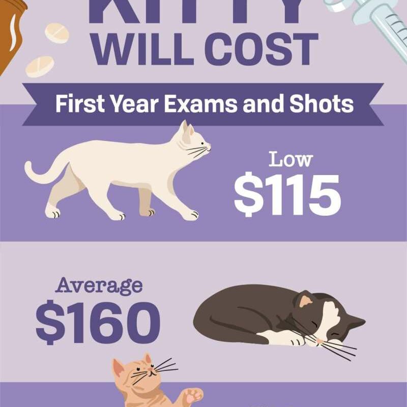 Low Cost Vaccines For Cats Near Me