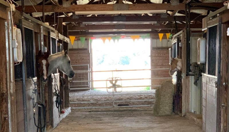 Places To Take Your Horse On Vacation