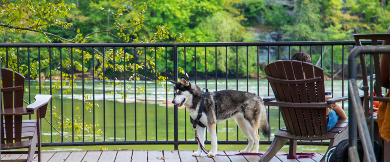 Restaurants Near Me Outdoor Seating Dog Friendly