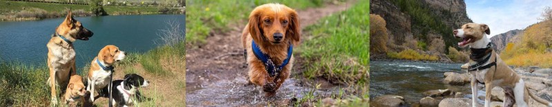 Vacation Dog Leash Scene