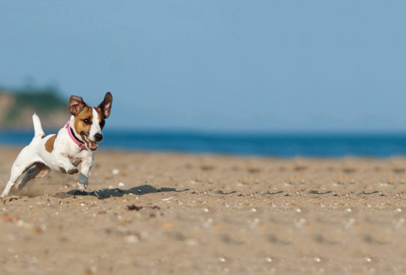 Weekend Getaways With Dogs Uk